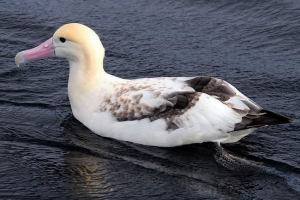 Білий альбатрос є одним з найбільших птахів світу Білий альбатрос є одним з найбільших птахів світу
